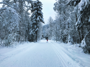 A snowy forest path with cross-country ski tracks, surrounded by snow-covered trees under a pale winter sky. A small person with ski poles appears in the distance.