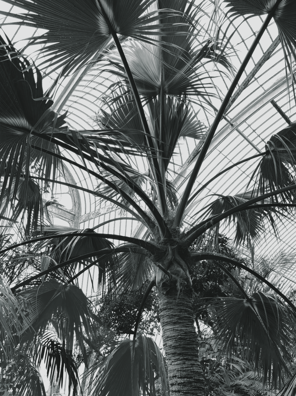 Black and white photograph of a palm tree with large fan-shaped fronds, viewed from below beneath a glass conservatory dome at Kew Gardens, London