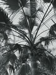 Palm Vista. Open Edition Prints