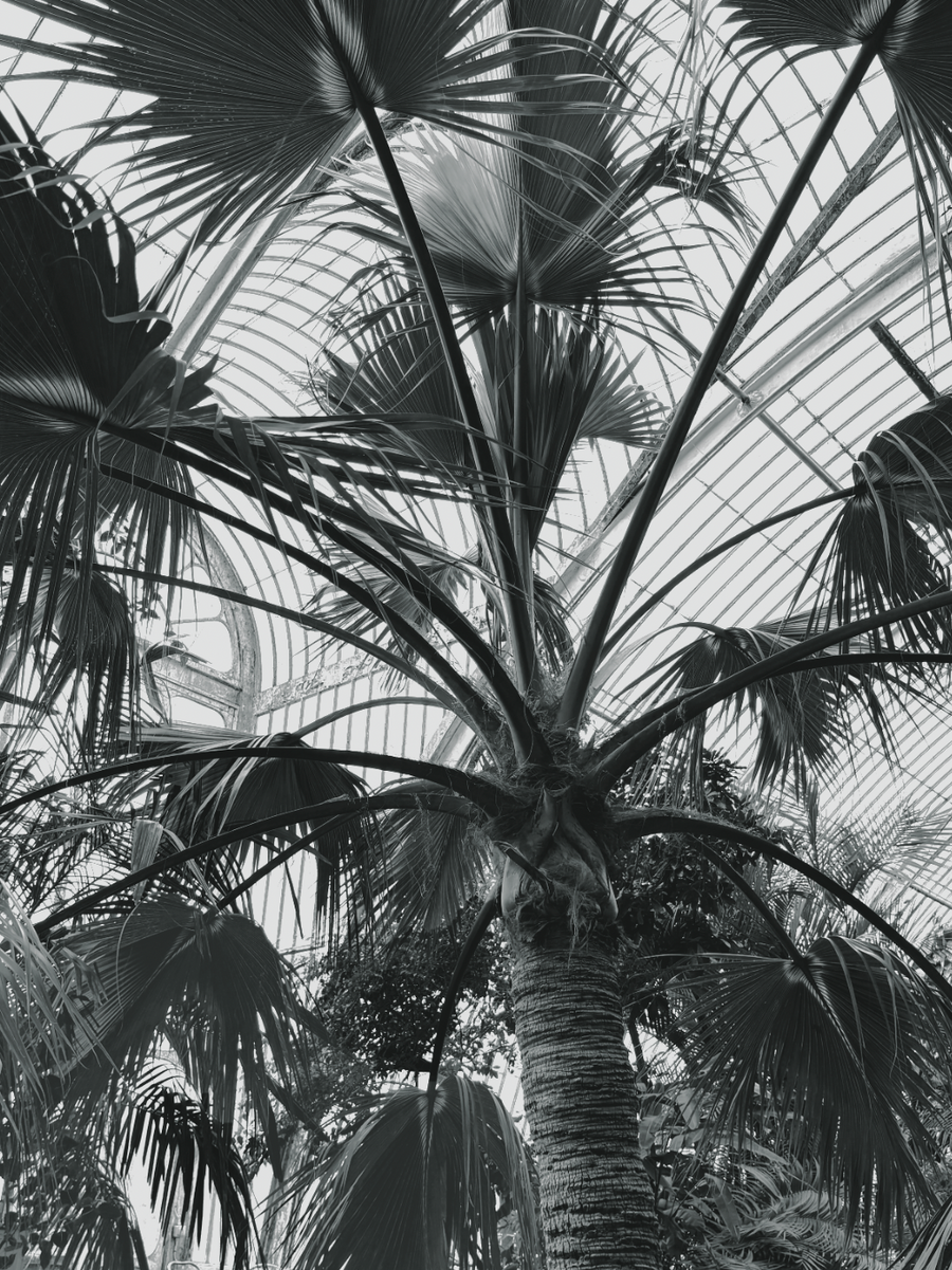 Palm Vista. Open Edition Prints
